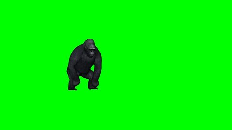 gorilla howl and attack - 2 different views - green screen
