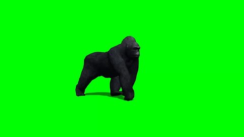 gorilla walks - 2 different views - green screen
