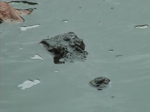 Close up of Alligator head above water