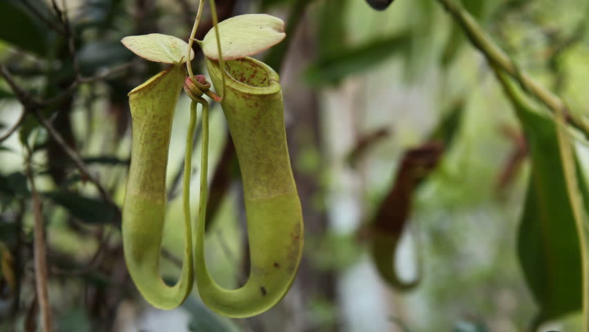 Pitcher Plant HD