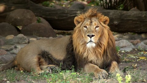 Long eye contact with a calm Asian lion, full size view, lying on the tree shadow background. The King of beasts, most dangerous predator of the world. Excellent animal in the amazing HD footage.
