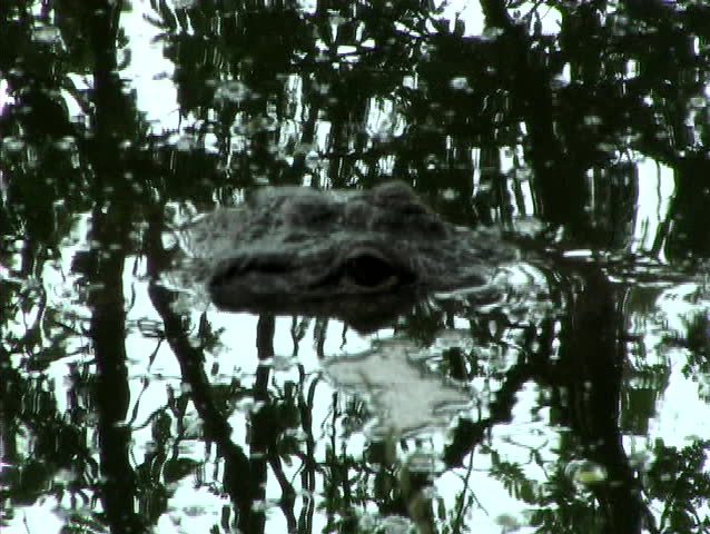 Alligator head in water with reflection of trees