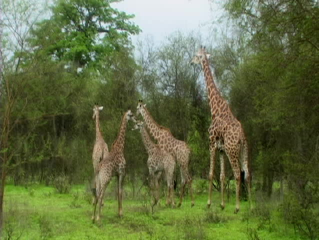 Family of giraffes in senegal africa