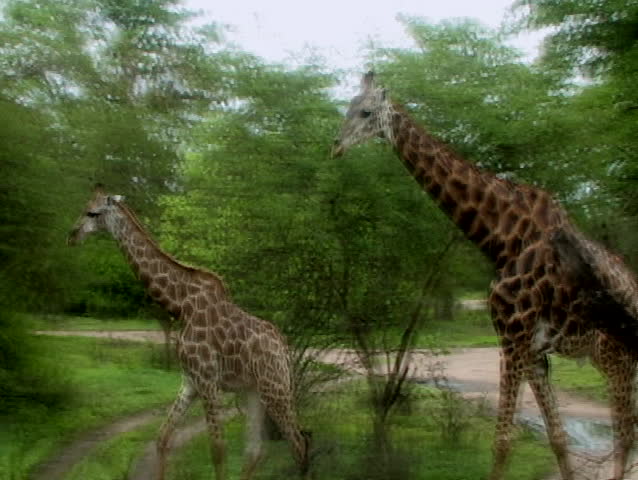 Giraffes walking in senegal africa