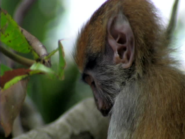 Monkey eating in senegal africa
