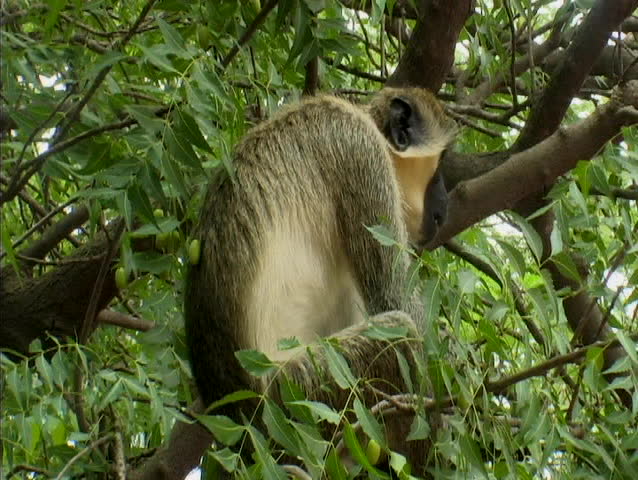 Monkey falling out of tree in senegal africa
