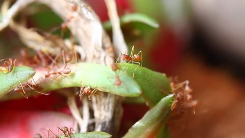 red ants activity on the dragon fruit