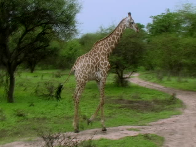 Giraffe walking around in senegal africa