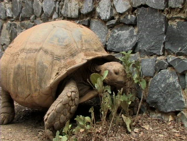 2 shots of turtle walking along a wall in senegal africa
