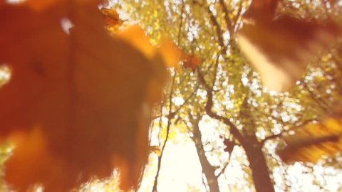 Autumn scene - Nature motion background.Autumn dry leaves falling on ground in autumn park. Beautiful autumn forest with sun shining. Slowmotion 240 fps. High Speed camera shot 1080