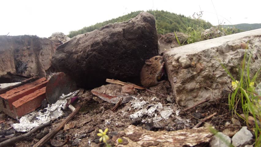 Mouse sitting in a pile of garbage