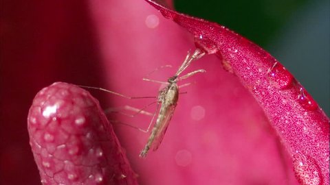 A mosquito at rest on a colorful plant surface.