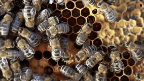 Western honey bees swarming on a honeycomb, covering comb cells full of honey with a wax








