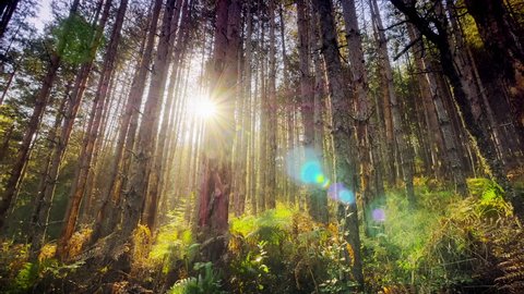 4K Dolly shot into deep dense forest with sunrays shining : vidéo de stock