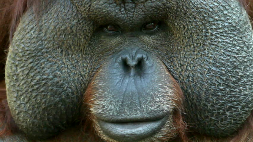 Shifty Eyes of an Orangutan Stock Footage Video (100% Royalty-free