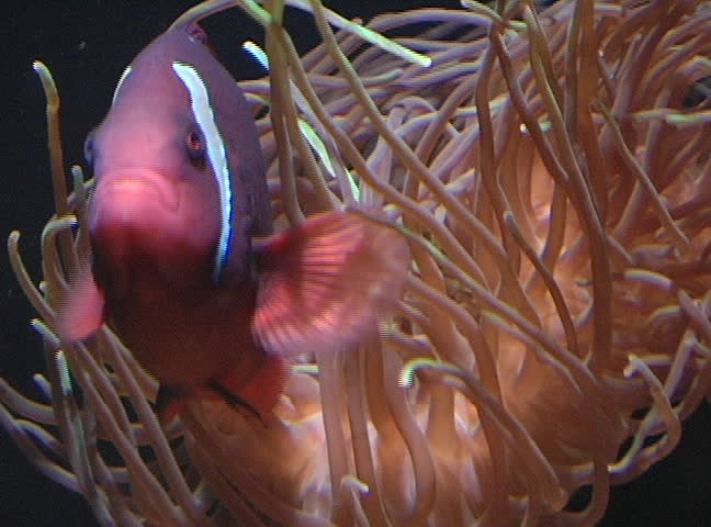 Tomato Clownfish and the Sea Anemone, nTSC