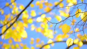 Autumn. Autumn golden leaves dancing in the wind over blue sky background with sun. Bokeh.  Video footage full HD 1920x1080p