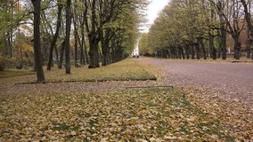 ST PETERSBURG, RUSSIA-October 12, 2014: Falling leaves on the background of people walking in the park, Saint-Petersburg, Russia