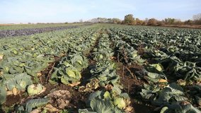 Woman walking through a field of cabbage, video