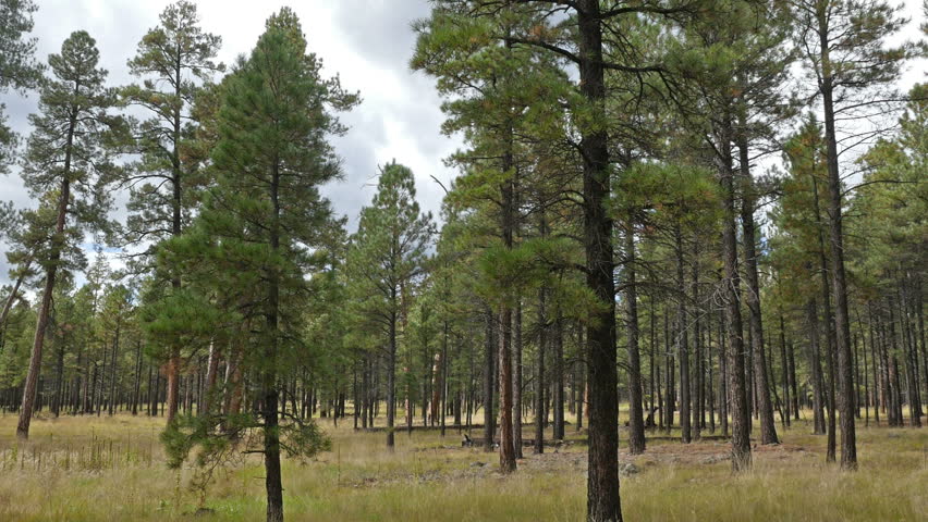 Ponderosa Pine trees in Coconino National Forest in northern Arizona, near Flagstaff. HD 1080p Zoom In.