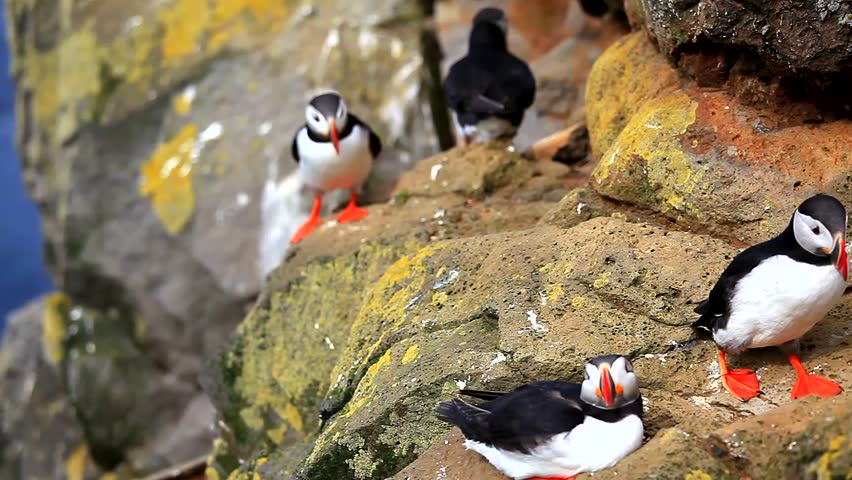 Arctic puffins 