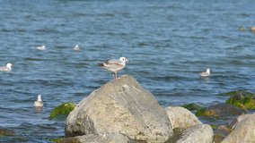 Lone Gull sits on a stone 