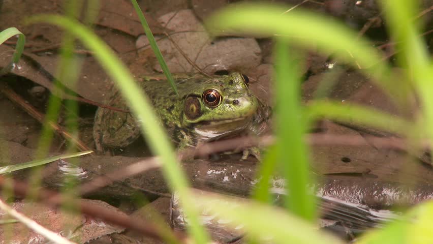 Real Animal Fight Snake Catch Frog Stock Footage Video (100% Royalty 