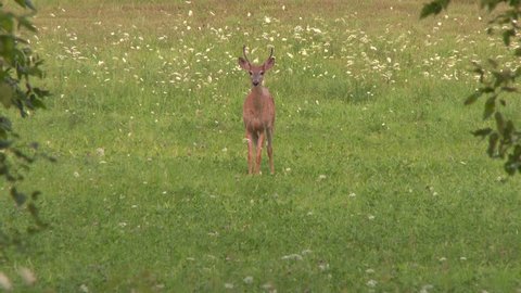 4K UHD 60fps - Spooked off deer jumping and running away in field with flowers