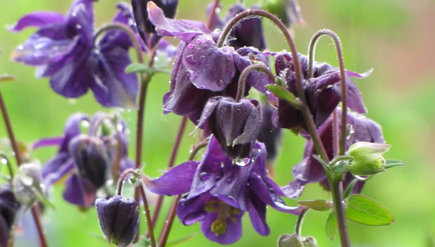Raindrops on blossoms