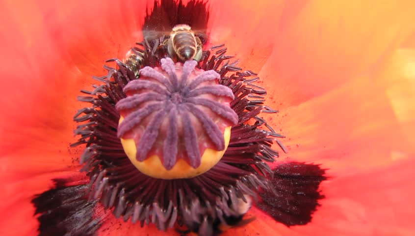 Bees pollinating poppy