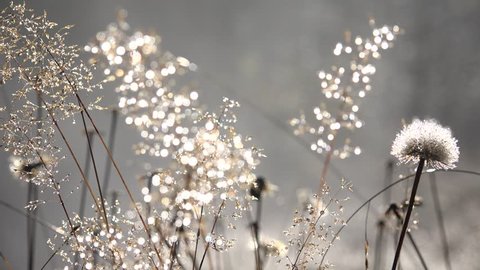 4K Frosted Dandelion Flower in Morning Dew on Meadow, Field, Sun Rays, Sunbeam through Magic Mystical Glade in Fog, Smoke, Dramatic Autumn, Winter Landscape