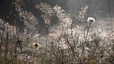 4K Frosted Dandelion Flower in Morning Dew on Meadow, Field, Sun Rays, Sunbeam through Magic Mystical Glade in Fog, Smoke, Dramatic Autumn, Winter Landscape