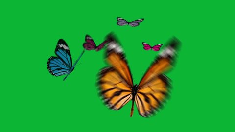 Several beautiful butterfly over green screen