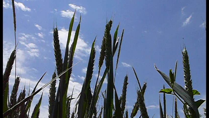 Green wheat stems on blue sky background