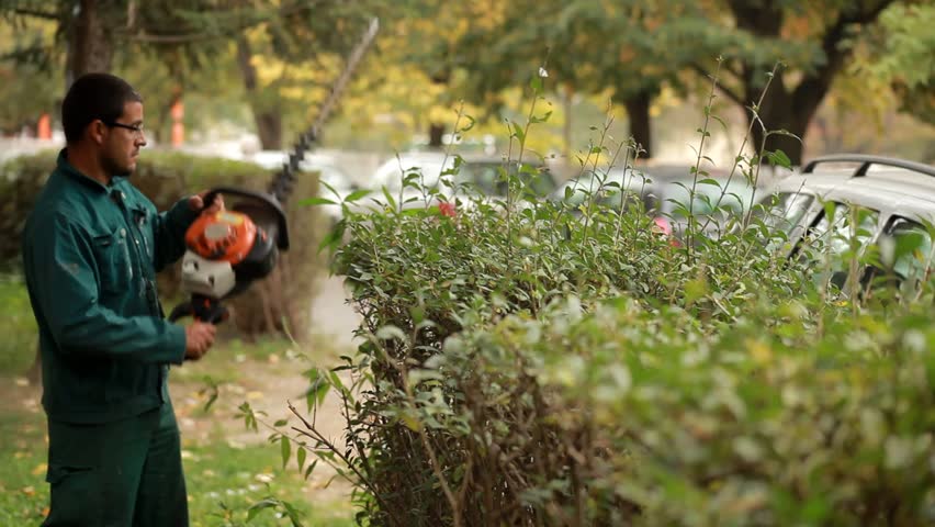 Gardener trimming hedge in green park with electric trimmer for hedge. Worker shaping bushy fence in the garden. Cutting shrub plant with orange electric trimmer in the backyard. Close up. 30 fps. Royalty-Free Stock Footage #7764343