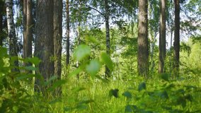 UltraHD video - Mixed forest. Pines and birches. Panoramic shot