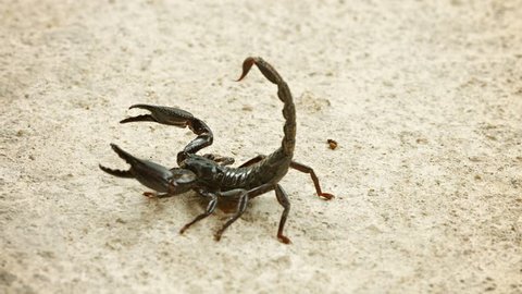 Video UHD - Asian forest scorpion (Heterometrus) In the position of Defense