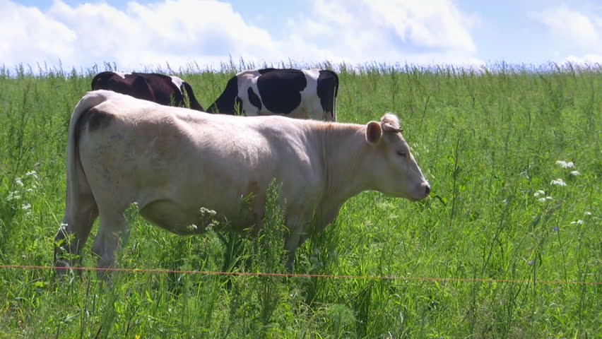 cows in the meadow