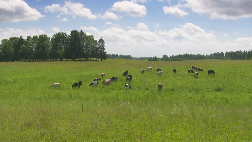 cows in the meadow, time lapse