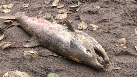 Deceased adult coho salmon washed up on sandy river shore.