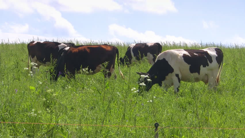 cows in the meadow