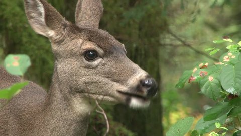 Wild deer in the Pacific Northwest, USA eating vegetation in dense rain forest.