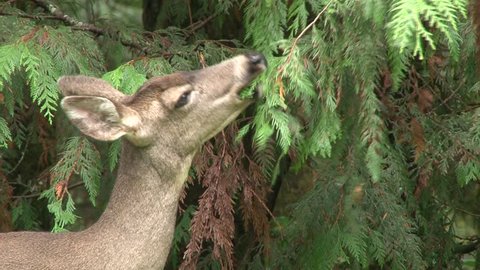 Wild deer in the Pacific Northwest, USA eating vegetation on edge of the forest.