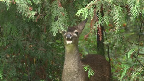 Wild deer in the Pacific Northwest, USA eating vegetation in dense rain forest.