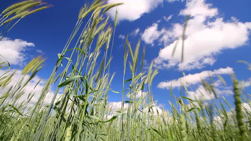 wheat field