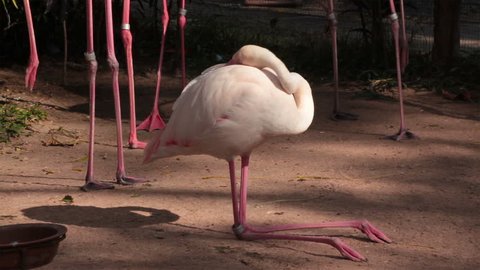 flamingo bird laying down for sleeping or resting in ground