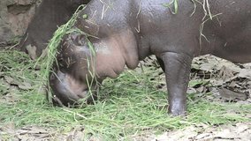 Close-up of a hippo eats in zoo