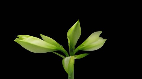 Time-lapse of growing, opening and rotating white amaryllis Matterhorn Christmas flower 1c1 in PNG+ format with alpha transparency channel isolated on black background
