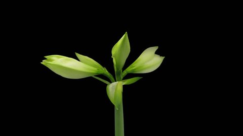 Time-lapse of growing, opening and rotating white amaryllis Matterhorn Christmas flower 1b3 in UHD 4K PNG+ format with alpha transparency channel isolated on black background
