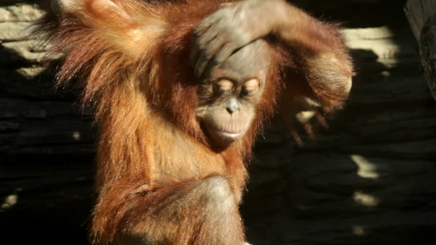 A sunlit orangutan kid close up, hard scratching himself. Human like monkey with very fun expression. Amazing beauty of the wildlife in the HD footage. | Shutterstock HD Video #7774840